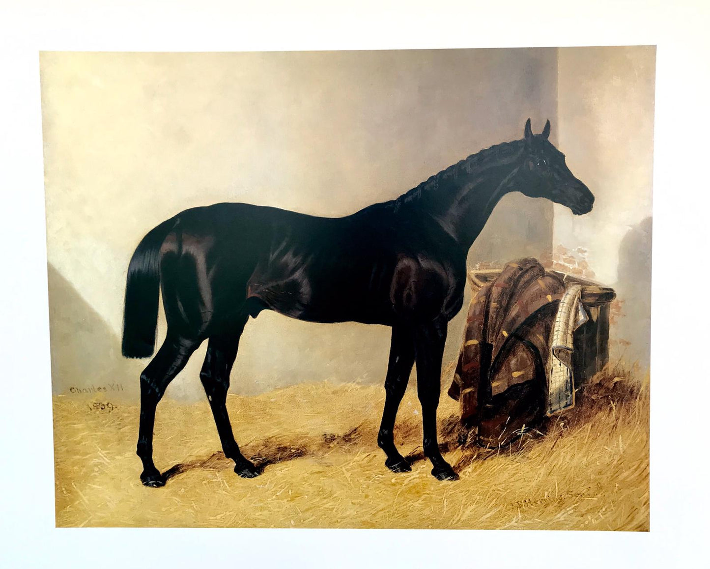 Poster of black horse