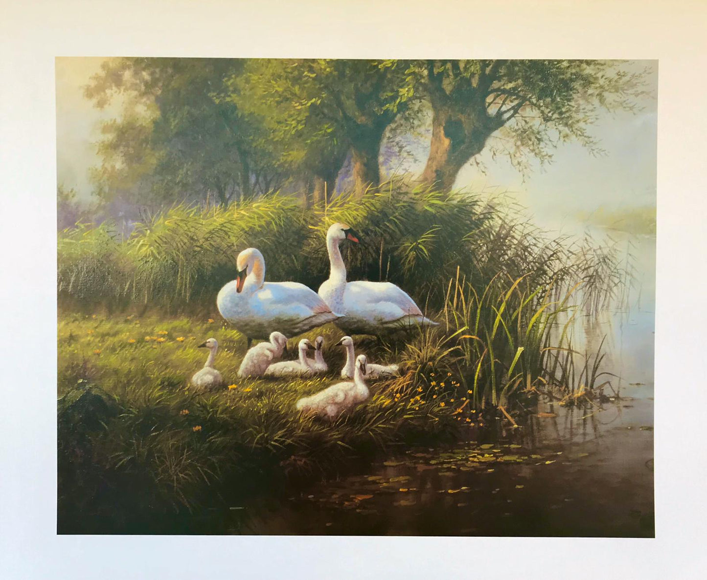 Poster of swan family
