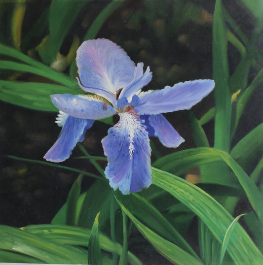 Iris violet aux feuilles vertes