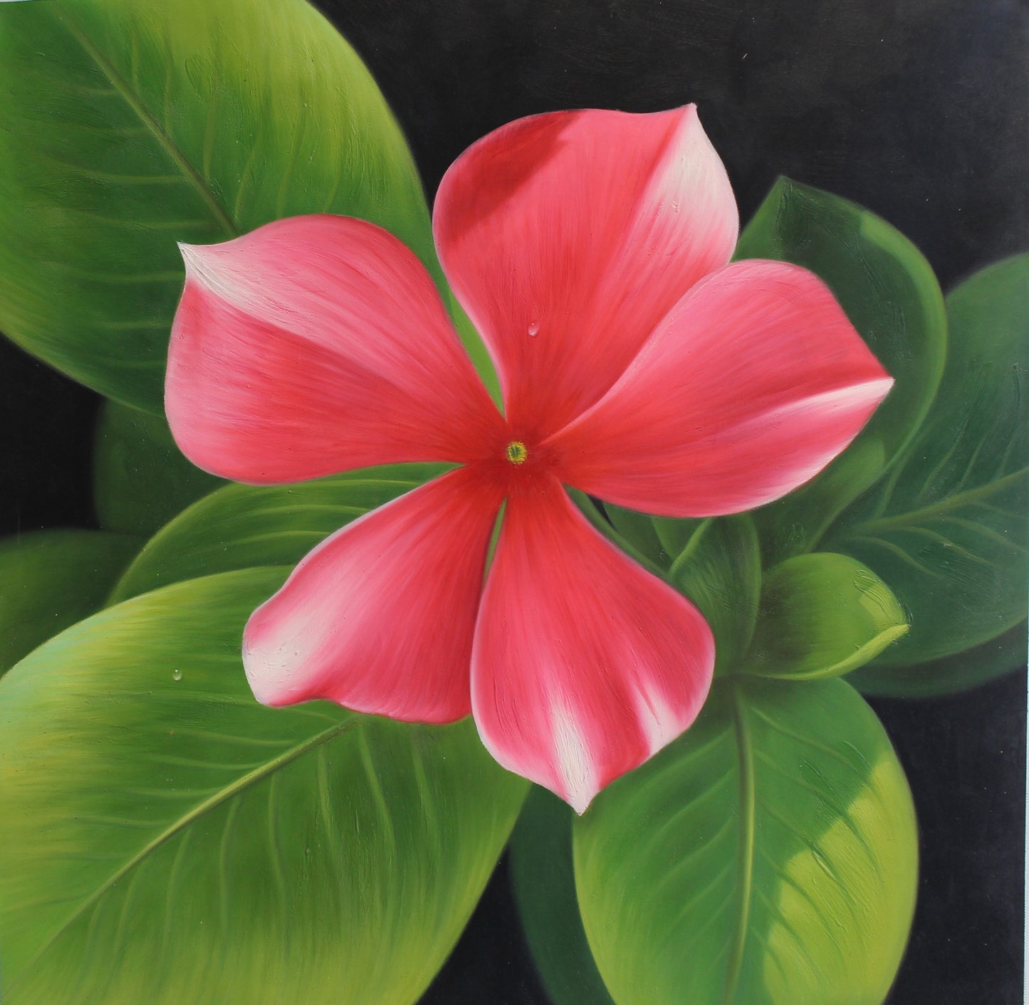 Fleur rose avec des feuilles vertes sur fond noir