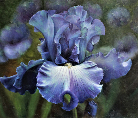 Peinture de fleur d'iris bleu