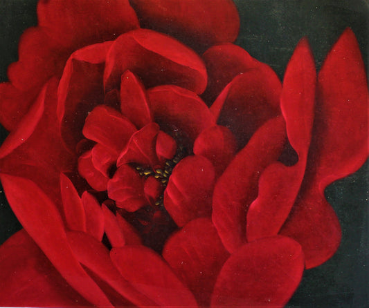 Macrophotographie d'une rose rouge
