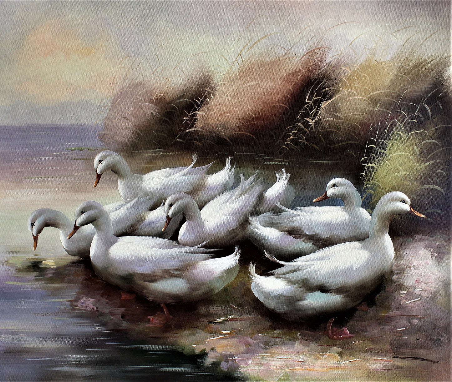 Canards blancs au bord de la rivière