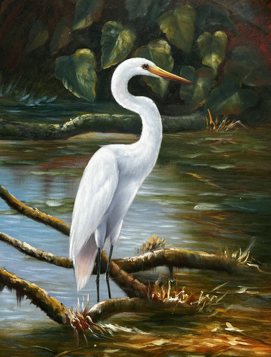 White heron in shallow water