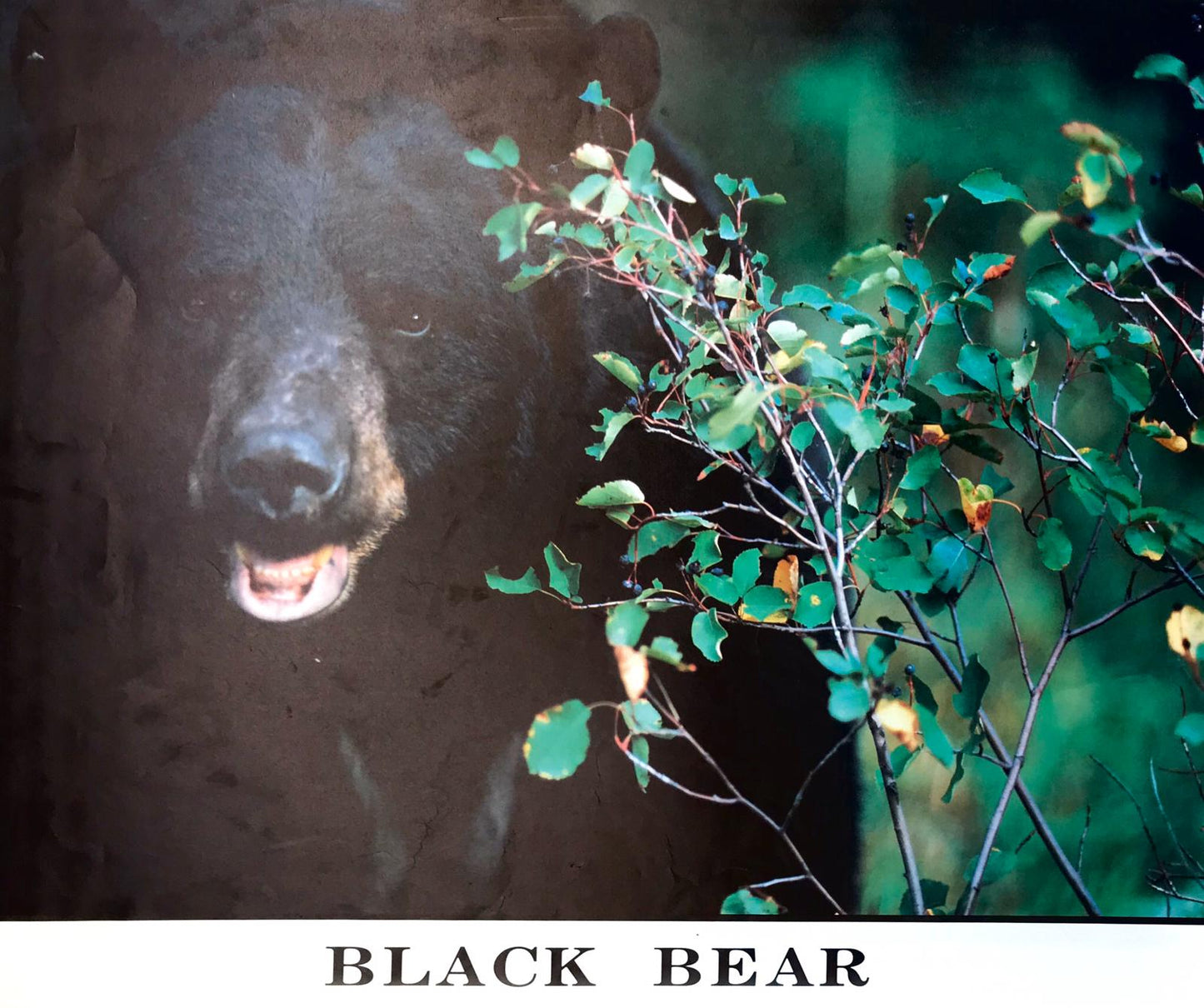 Poster of black bear